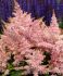 ASTILBE FALSE SPIREA ARENDSII SUGARBERRY 23 EYE 25 P.BAG