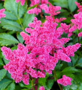 ASTILBE (FALSE SPIREA) ARENDSII ‘YOUNIQUE CARMINE‘ 2/3 EYE (25 P.BAG)