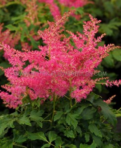 ASTILBE (FALSE SPIREA) ARENDSII ‘YOUNIQUE CERISE‘ 2/3 EYE (25 P.BAG)