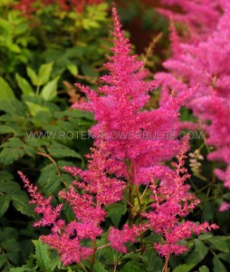 ASTILBE (FALSE SPIREA) ARENDSII ‘YOUNIQUE LILAC‘ 2/3 EYE (25 P.BAG)