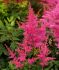 ASTILBE FALSE SPIREA ARENDSII YOUNIQUE LILAC 23 EYE 25 P.BAG