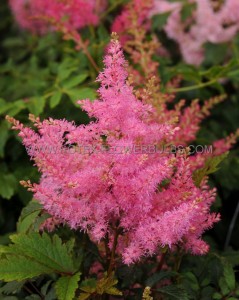 ASTILBE (FALSE SPIREA) ARENDSII ‘YOUNIQUE PINK‘ 2/3 EYE (25 P.BAG)