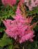 ASTILBE FALSE SPIREA ARENDSII YOUNIQUE PINK 23 EYE 25 P.BAG