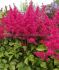 ASTILBE FALSE SPIREA ARENDSII YOUNIQUE RUBY RED 23 EYE 25 P.BAG