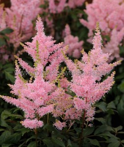 ASTILBE (FALSE SPIREA) ARENDSII ‘YOUNIQUE SALMON‘ 2/3 EYE (25 P.BAG)