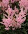 ASTILBE FALSE SPIREA ARENDSII YOUNIQUE SALMON 23 EYE 25 P.BAG