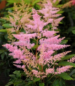 ASTILBE (FALSE SPIREA) ARENDSII ‘YOUNIQUE SILVERY PINK‘ 2/3 EYE (25 P.BAG)