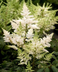 ASTILBE (FALSE SPIREA) ARENDSII ‘YOUNIQUE WHITE‘ 2/3 EYE (25 P.BAG)