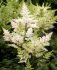 ASTILBE FALSE SPIREA ARENDSII YOUNIQUE WHITE 23 EYE 25 P.BAG