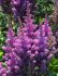 ASTILBE FALSE SPIREA CHINENSIS BLACK PEARLS 23 EYE 25 P.BAG