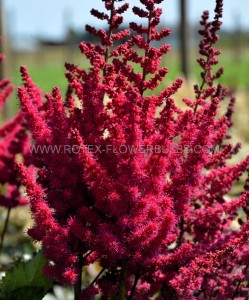 ASTILBE (FALSE SPIREA) CHINENSIS ‘CARDINAL‘ 2/3 EYE (25 P.BAG)