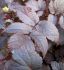 ASTILBE FALSE SPIREA CHINENSIS CHOCOLATE SHOGUN 23 EYE 25 P.BAG