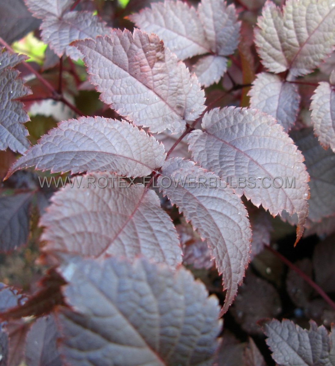 ASTILBE (FALSE SPIREA) CHINENSIS ‘CHOCOLATE SHOGUN‘ 2/3 EYE (25 P.BAG)