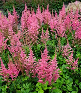 ASTILBE (FALSE SPIREA) CHINENSIS ‘CORAL ISLAND‘ 2/3 EYE (25 P.BAG)