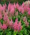 ASTILBE FALSE SPIREA CHINENSIS CORAL ISLAND 23 EYE 25 P.BAG