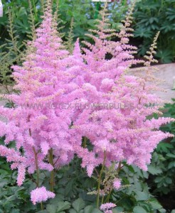 ASTILBE (FALSE SPIREA) CHINENSIS ‘HEART AND SOUL‘ 2/3 EYE (25 P.BAG)