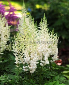 ASTILBE (FALSE SPIREA) CHINENSIS ‘IVORY PEARLS‘ 2/3 EYE (25 P.BAG)