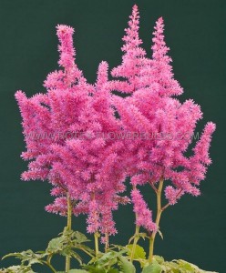 ASTILBE (FALSE SPIREA) CHINENSIS ‘LITTLE VISION IN PINK‘ 2/3 EYE (25 P.BAG)