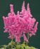 ASTILBE FALSE SPIREA CHINENSIS LITTLE VISION IN PINK 23 EYE 25 P.BAG