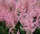 ASTILBE FALSE SPIREA CHINENSIS MIGHTY PIP 23 EYE 25 P.BAG