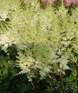 ASTILBE (FALSE SPIREA) CHINENSIS ‘MIGHTY PLONIE‘ 2/3 EYE (25 P.BAG)