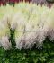 ASTILBE FALSE SPIREA CHINENSIS MILK AND HONEY 23 EYE 25 P.BAG