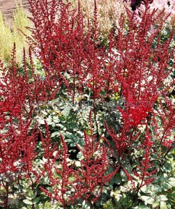 ASTILBE (FALSE SPIREA) CHINENSIS ‘RED SKYSCRAPER‘ 2/3 EYE (25 P.BAG)