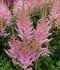 ASTILBE FALSE SPIREA CHINENSIS SATIN PEARLS 23 EYE 25 P.BAG