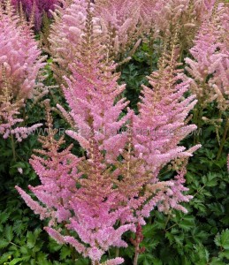 ASTILBE (FALSE SPIREA) CHINENSIS ‘SATIN PEARLS‘ 2/3 EYE (25 P.BAG)