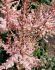 ASTILBE FALSE SPIREA CHINENSIS SPOTLIGHT 23 EYE 25 P.BAG