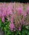 ASTILBE FALSE SPIREA CHINENSIS VISION IN PINK 23 EYE 25 P.BAG