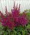 ASTILBE FALSE SPIREA CHINENSIS VISION IN RED 23 EYE 25 P.BAG