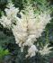 ASTILBE FALSE SPIREA CHINENSIS VISION IN WHITE 23 EYE 25 P.BAG