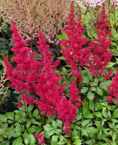 ASTILBE (FALSE SPIREA) CHINENSIS ‘VISION VULCANO‘ 2/3 EYE (25 P.BAG)