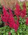 ASTILBE FALSE SPIREA CHINENSIS VISION VULCANO 23 EYE 25 P.BAG