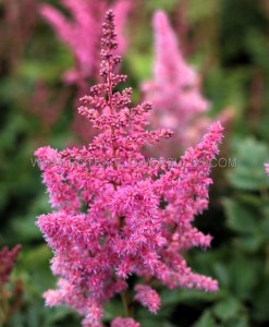 ASTILBE (FALSE SPIREA) CHINENSIS ‘VISIONS‘ 2/3 EYE (25 P.BAG)