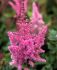 ASTILBE FALSE SPIREA CHINENSIS VISIONS 23 EYE 25 P.BAG