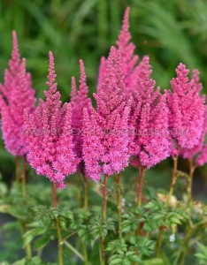 ASTILBE (FALSE SPIREA) CHINENSIS ‘YOU AND ME ALWAYS‘ 2/3 EYE (25 P.BAG)