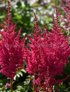 ASTILBE (FALSE SPIREA) CHINENSIS ‘YOU AND ME FOREVER‘ 2/3 EYE (25 P.BAG)