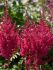 ASTILBE FALSE SPIREA CHINENSIS YOU AND ME FOREVER 23 EYE 25 P.BAG