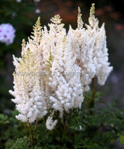 ASTILBE (FALSE SPIREA) CHINENSIS ‘YOU AND ME TOGETHER‘ 2/3 EYE (25 P.BAG)