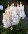 ASTILBE FALSE SPIREA CHINENSIS YOU AND ME TOGETHER 23 EYE 25 P.BAG