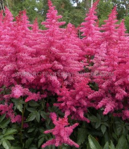 ASTILBE (FALSE SPIREA) HYBRID ‘BIG BAND‘ 2/3 EYE (25 P.BAG)