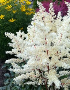 ASTILBE (FALSE SPIREA) HYBRID ‘CAPPUCCINO‘ 2/3 EYE (25 P.BAG)