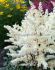 ASTILBE FALSE SPIREA HYBRID CAPPUCCINO 23 EYE 25 P.BAG