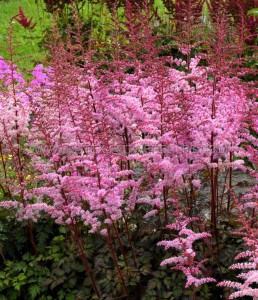 ASTILBE (FALSE SPIREA) HYBRID ‘COLOR FLASH‘ 2/3 EYE (25 P.BAG)