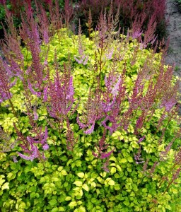 ASTILBE (FALSE SPIREA) HYBRID ‘COLOR FLASH LIME‘ 2/3 EYE (25 P.BAG)