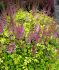 ASTILBE FALSE SPIREA HYBRID COLOR FLASH LIME 23 EYE 25 P.BAG