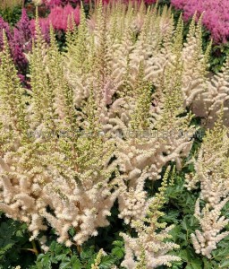 ASTILBE (FALSE SPIREA) HYBRID ‘CREAMY PEARLS‘ 2/3 EYE (25 P.BAG)