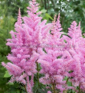 ASTILBE (FALSE SPIREA) HYBRID ‘DARWIN‘S DREAM‘ 2/3 EYE (25 P.BAG)